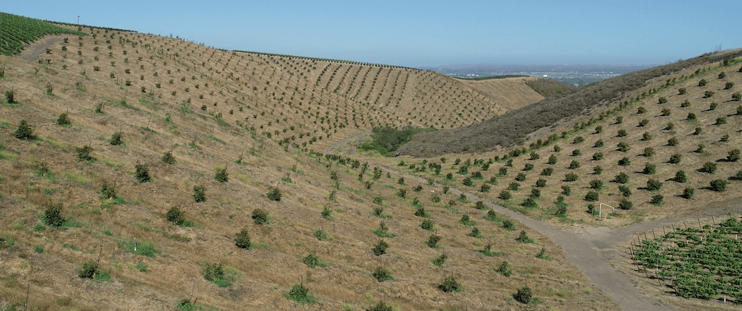 Our Lady of Guadalupe vineyard